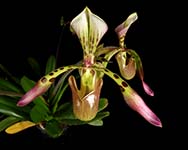 Paph. haynaldianum